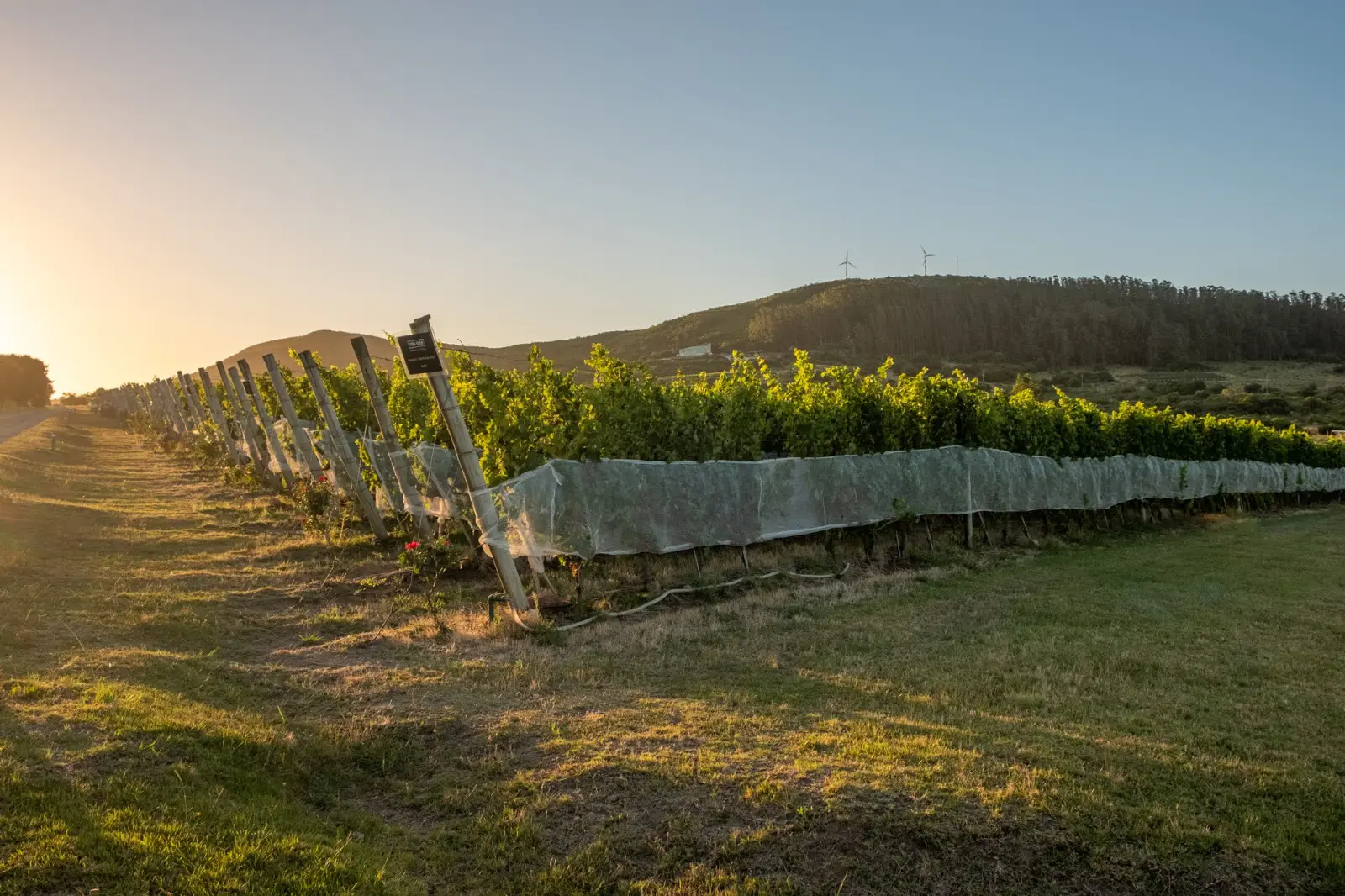 Viñedo Viña Edén - Vista panorámica